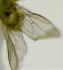 Diptera%2520Anthomyzidae%2520wings%2520c